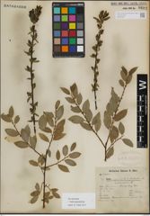 Foto von Salix myrsinifolia Salisb.
